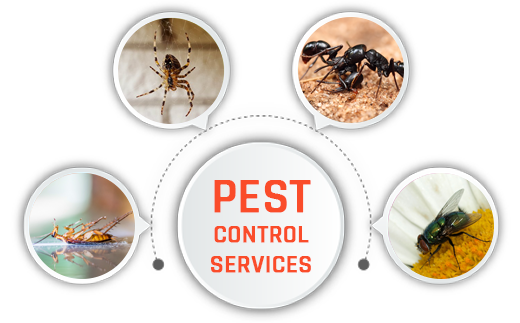 pest control services